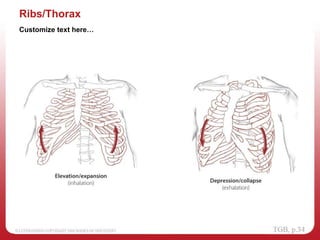 Ribs/Thorax
Customize text here…
 