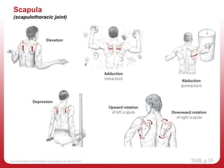 Scapula
(scapulothoracic joint)
 