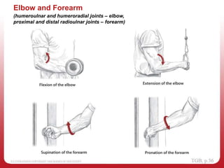 Elbow and Forearm
(humeroulnar and humeroradial joints – elbow,
proximal and distal radioulnar joints – forearm)
 