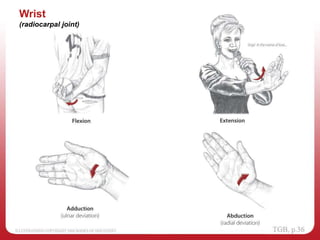 Wrist
(radiocarpal joint)
 