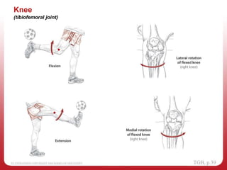 Knee
(tibiofemoral joint)
 