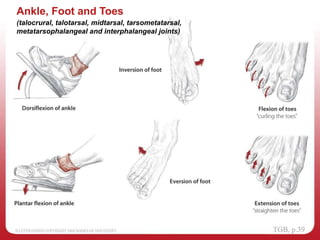 Ankle, Foot and Toes
(talocrural, talotarsal, midtarsal, tarsometatarsal,
metatarsophalangeal and interphalangeal joints)
 