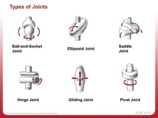 Types of Joints
Hinge Joint
Ball-and-Socket
Joint
Saddle
Joint
Ellipsoid Joint
Gliding Joint Pivot Joint
 