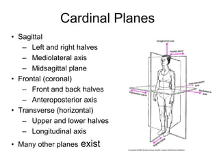 Cardinal Planes
• Sagittal
– Left and right halves
– Mediolateral axis
– Midsagittal plane
• Frontal (coronal)
– Front and back halves
– Anteroposterior axis
• Transverse (horizontal)
– Upper and lower halves
– Longitudinal axis
• Many other planes exist
 