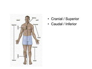 • Cranial / Superior
• Caudal / Inferior
 