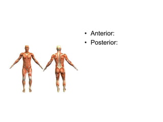 • Anterior:
• Posterior:
 