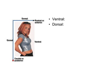 • Ventral:
• Dorsal:
 