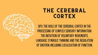 The Cerebral
Cortex
DP2: THE ROLE OF THE CEREBRAL CORTEX IN THE
PROCESSING OF COMPLEX SENSORY INFORMATION,
THE INITIATION OF VOLUNTARY MOVEMENTS,
LANGUAGE, SYMBOLIC THINKING AND THE REGULATION
OF EMOTION, INCLUDING LOCALISATION OF FUNCTION.
 