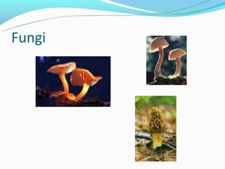 Fungi
 