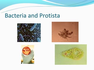 Bacteria and Protista
 