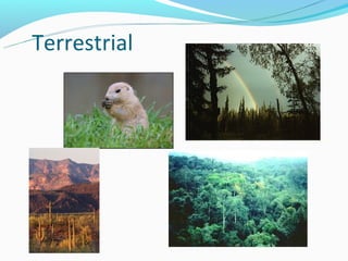 Terrestrial
 