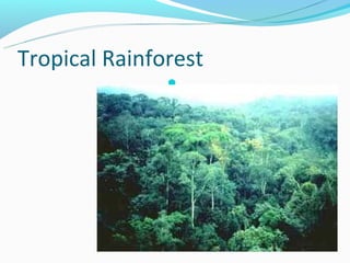 Tropical Rainforest
               
 