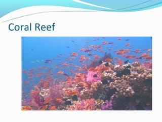 Coral Reef
             
 