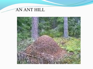 AN ANT HILL
 