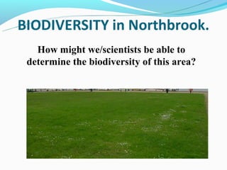 How might we/scientists be able to
determine the biodiversity of this area?
 