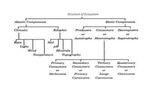 Structure of Ecosystem
 