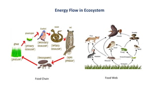 Energy Flow in Ecosystem
Food Chain Food Web
 
