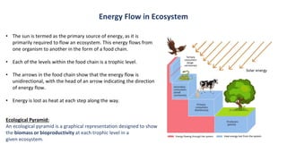• The sun is termed as the primary source of energy, as it is
primarily required to flow an ecosystem. This energy flows from
one organism to another in the form of a food chain.
• Each of the levels within the food chain is a trophic level.
• The arrows in the food chain show that the energy flow is
unidirectional, with the head of an arrow indicating the direction
of energy flow.
• Energy is lost as heat at each step along the way.
Ecological Pyramid:
An ecological pyramid is a graphical representation designed to show
the biomass or bioproductivity at each trophic level in a
given ecosystem.
Energy Flow in Ecosystem
 
