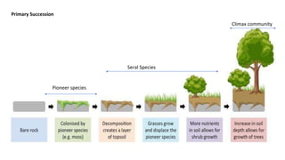 Primary Succession
Pioneer species
Climax community
Seral Species
 