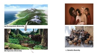 c. Genetic diversity
 