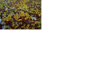 Unit 1 Electronic Portfolio