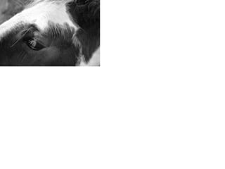 Unit 1 Electronic Portfolio