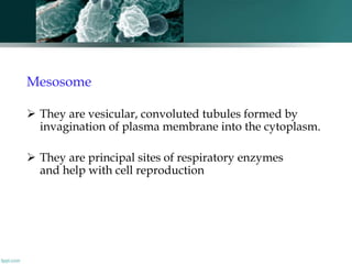 General Biology  - Ultra structure of Prokaryotes - Dr. S. Ganesh