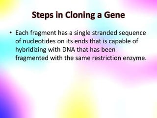 Steps in Cloning a Gene
• Each fragment has a single stranded sequence
of nucleotides on its ends that is capable of
hybridizing with DNA that has been
fragmented with the same restriction enzyme.
 