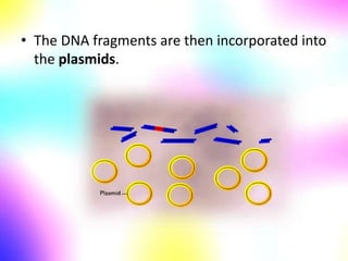 • The DNA fragments are then incorporated into
the plasmids.
 