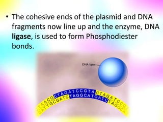 • The cohesive ends of the plasmid and DNA
fragments now line up and the enzyme, DNA
ligase, is used to form Phosphodiester
bonds.
 
