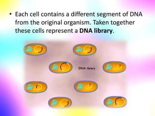 • Each cell contains a different segment of DNA
from the original organism. Taken together
these cells represent a DNA library.
 
