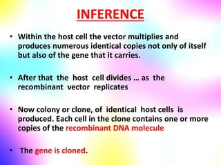 INFERENCE
• Within the host cell the vector multiplies and
produces numerous identical copies not only of itself
but also of the gene that it carries.
• After that the host cell divides … as the
recombinant vector replicates
• Now colony or clone, of identical host cells is
produced. Each cell in the clone contains one or more
copies of the recombinant DNA molecule
• The gene is cloned.
 