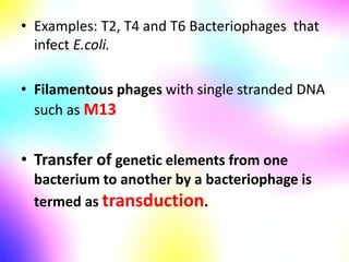 • Examples: T2, T4 and T6 Bacteriophages that
infect E.coli.
• Filamentous phages with single stranded DNA
such as M13
• Transfer of genetic elements from one
bacterium to another by a bacteriophage is
termed as transduction.
 