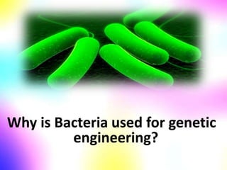 Why is Bacteria used for genetic
engineering?
 