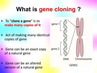 What is gene cloning ?
• To "clone a gene" is to
make many copies of it
• Act of making many identical
copies of gene
• Gene can be an exact copy
of a natural gene
• Gene can be an altered
version of a natural gene
 