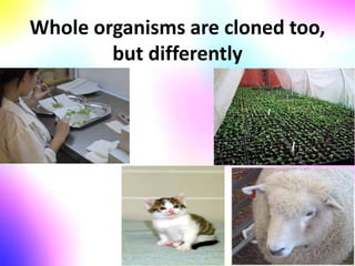 Whole organisms are cloned too,
but differently
 