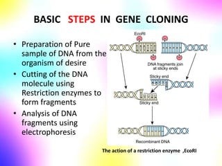 BASIC STEPS IN GENE CLONING
• Preparation of Pure
sample of DNA from the
organism of desire
• Cutting of the DNA
molecule using
Restriction enzymes to
form fragments
• Analysis of DNA
fragments using
electrophoresis
The action of a restriction enzyme ,EcoRI
 