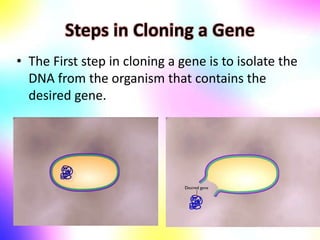 Steps in Cloning a Gene
• The First step in cloning a gene is to isolate the
DNA from the organism that contains the
desired gene.
 