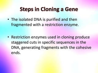 Steps in Cloning a Gene
• The isolated DNA is purified and then
fragmented with a restriction enzyme.
• Restriction enzymes used in cloning produce
staggered cuts in specific sequences in the
DNA, generating fragments with the cohesive
ends.
 