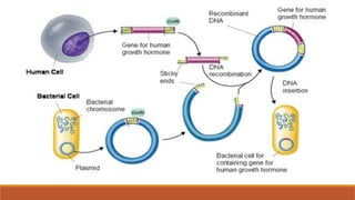 GENETIC ENGINEERING Introduction and Application | PPT