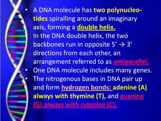 • A DNA molecule has two polynucleo-
tides spiralling around an imaginary
axis, forming a double helix.
• In the DNA double helix, the two
backbones run in opposite 5’ → 3’
directions from each other, an
arrangement referred to as antiparallel.
• One DNA molecule includes many genes.
• The nitrogenous bases in DNA pair up
and form hydrogen bonds: adenine (A)
always with thymine (T), and guanine
(G) always with cytosine (C).
 