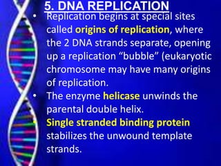 5. DNA REPLICATION
• Replication begins at special sites
called origins of replication, where
the 2 DNA strands separate, opening
up a replication “bubble” (eukaryotic
chromosome may have many origins
of replication.
• The enzyme helicase unwinds the
parental double helix.
• Single stranded binding protein
stabilizes the unwound template
strands.
 