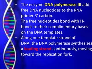 • The enzyme DNA polymerase III add
free DNA nucleotides to the RNA
primer 3’ carbon.
• The free nucleotides bond with H-
bonds to their complimentary bases
on the DNA templates.
• Along one template strand of
DNA, the DNA polymerase synthesizes
a leading strand continuously, moving
toward the replication fork.
 