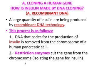 A. CLONING A HUMAN GENE
HOW IS INSULIN MADE BY DNA CLONING?
(A. RECOMBINANT DNA)
• A large quantity of insulin are being produced
by recombinant DNA technology.
• This process is as follows:
1. DNA that codes for the production of
insulin is removed from the chromosome of a
human pancreatic cell.
2. Restriction enzymes cut the gene from the
chromosome (isolating the gene for insulin)
I
 