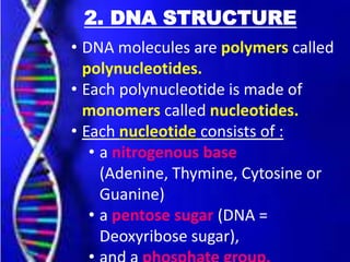 2. DNA STRUCTURE
• DNA molecules are polymers called
polynucleotides.
• Each polynucleotide is made of
monomers called nucleotides.
• Each nucleotide consists of :
• a nitrogenous base
(Adenine, Thymine, Cytosine or
Guanine)
• a pentose sugar (DNA =
Deoxyribose sugar),
 