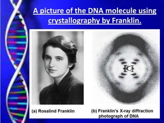 A picture of the DNA molecule using
crystallography by Franklin.
 