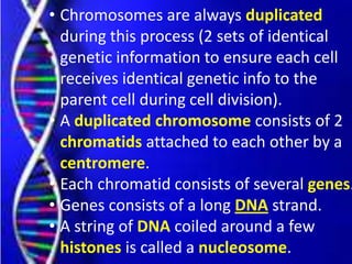 • Chromosomes are always duplicated
during this process (2 sets of identical
genetic information to ensure each cell
receives identical genetic info to the
parent cell during cell division).
• A duplicated chromosome consists of 2
chromatids attached to each other by a
centromere.
• Each chromatid consists of several genes.
• Genes consists of a long DNA strand.
• A string of DNA coiled around a few
histones is called a nucleosome.
 