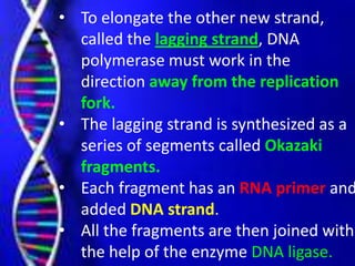 • To elongate the other new strand,
called the lagging strand, DNA
polymerase must work in the
direction away from the replication
fork.
• The lagging strand is synthesized as a
series of segments called Okazaki
fragments.
• Each fragment has an RNA primer and
added DNA strand.
• All the fragments are then joined with
the help of the enzyme DNA ligase.
 