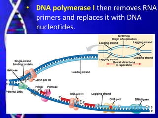 • DNA polymerase I then removes RNA
primers and replaces it with DNA
nucleotides.
 
