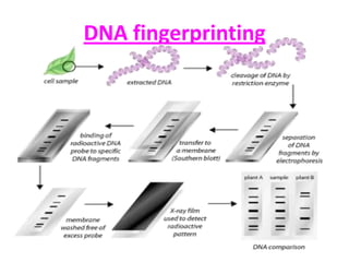 DNA fingerprinting
 